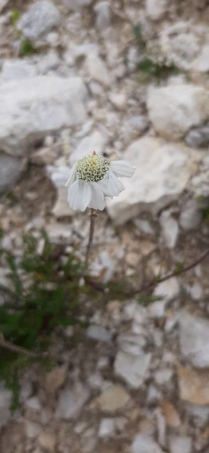 Achillea 2