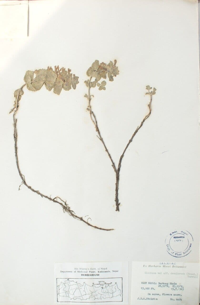Marmoritis