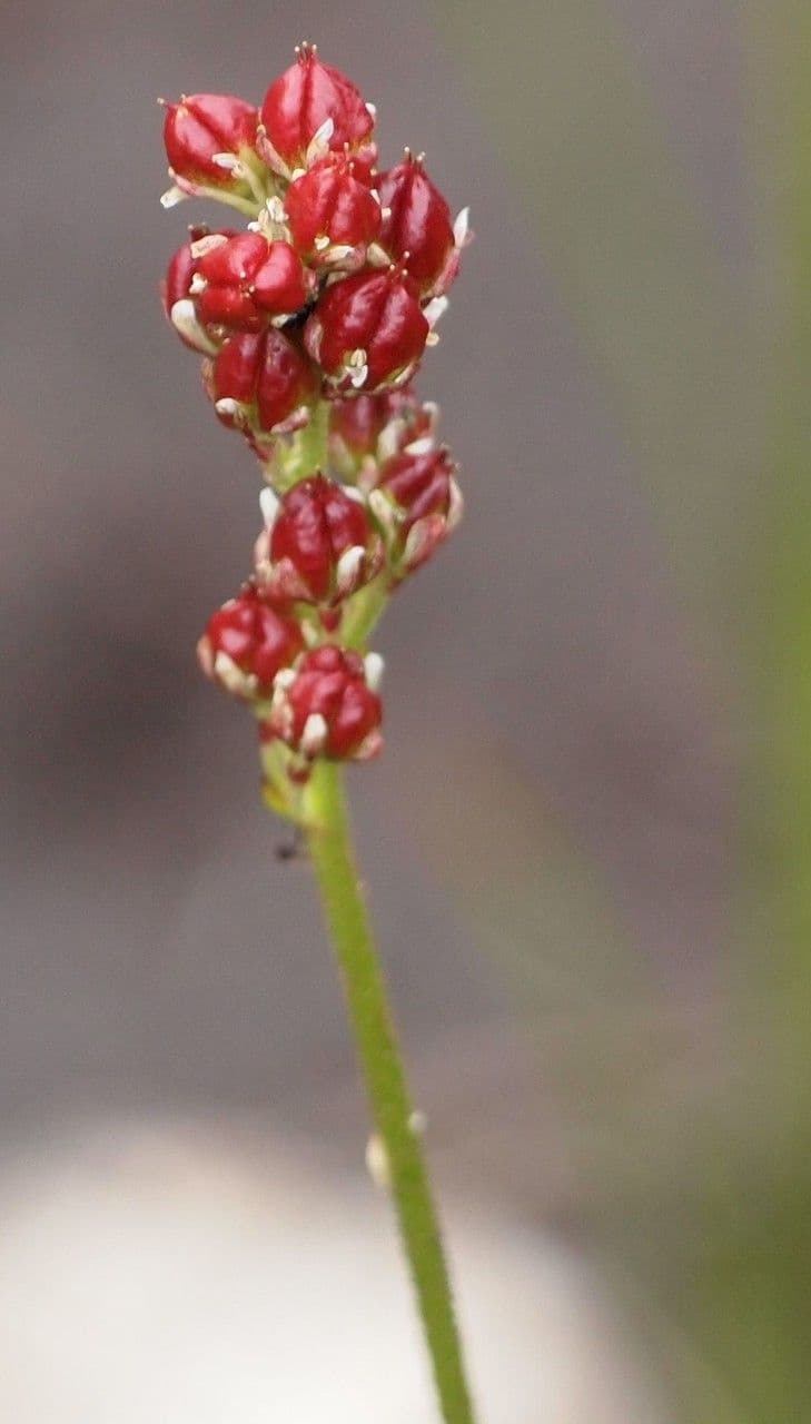 Asperula lepivá