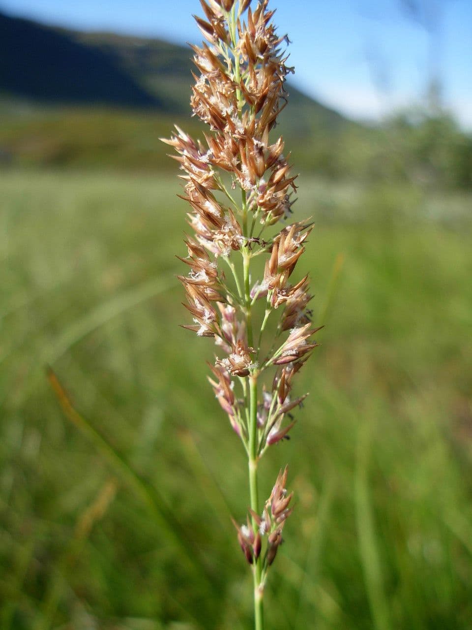 Calamagrostis stricta 5