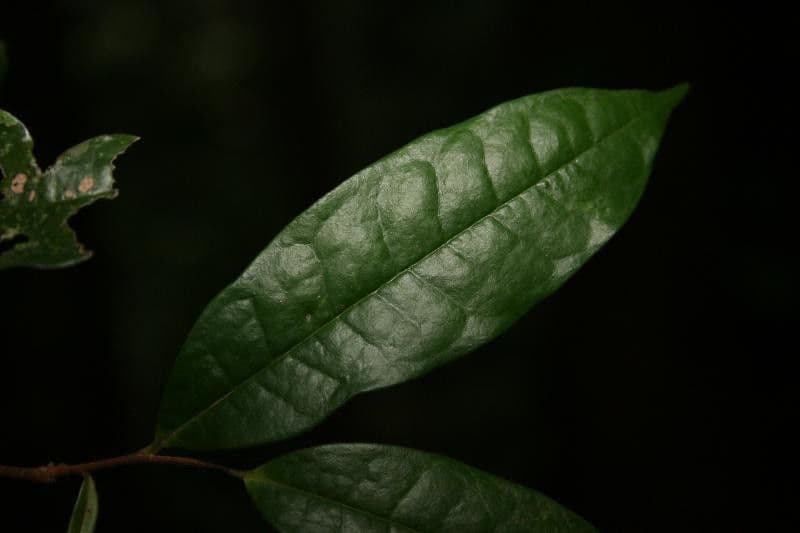 Duguetia 5
