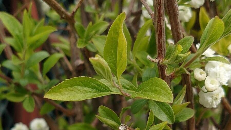 Reeve's spiraea 16