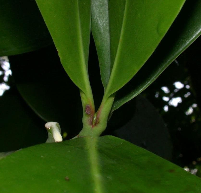 Clusia gialla 8
