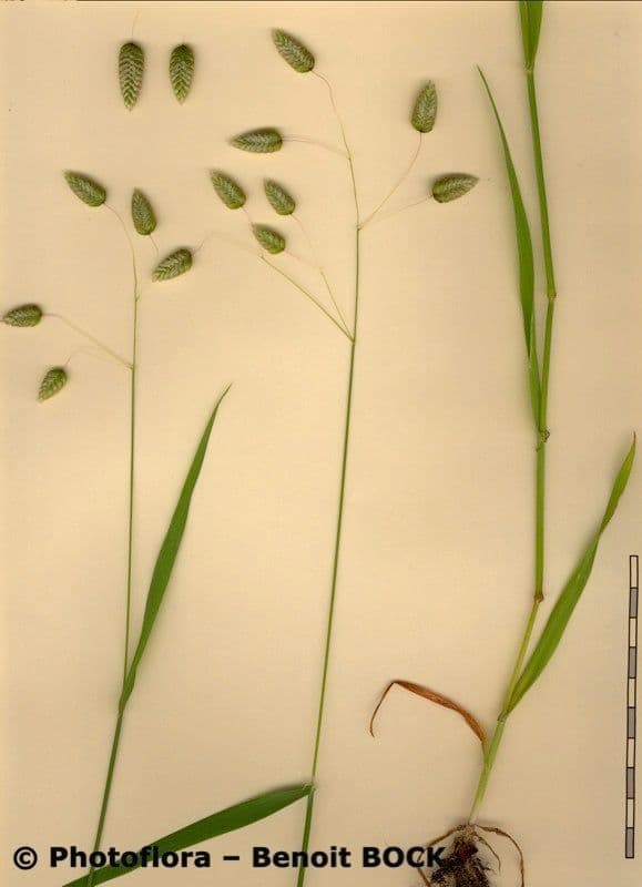 Sonaglini 29