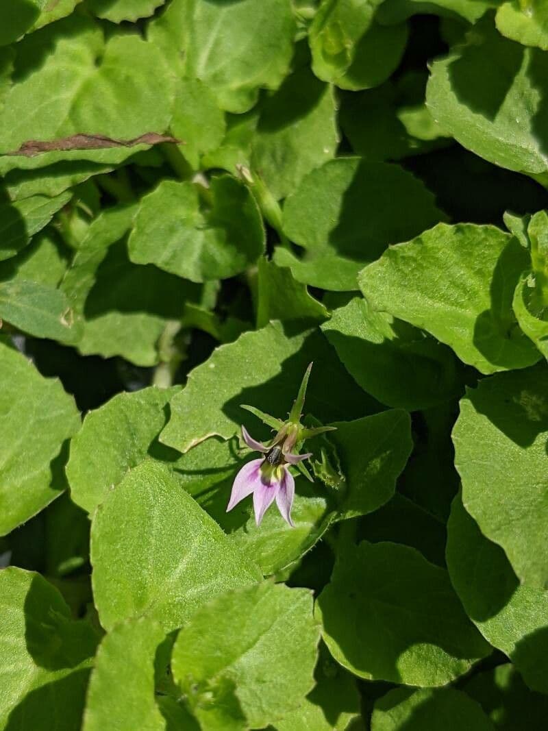 Lobelia nummularia 2