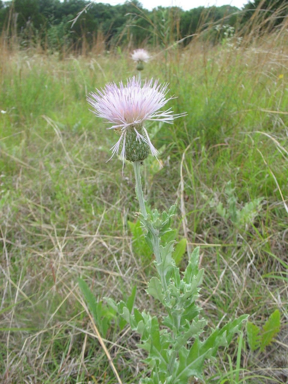 Cardo ondulato 11