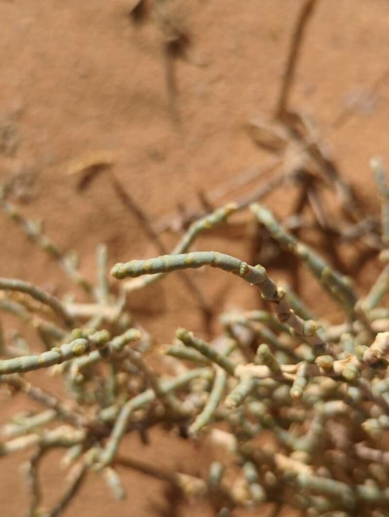 Anabasis articolata 18