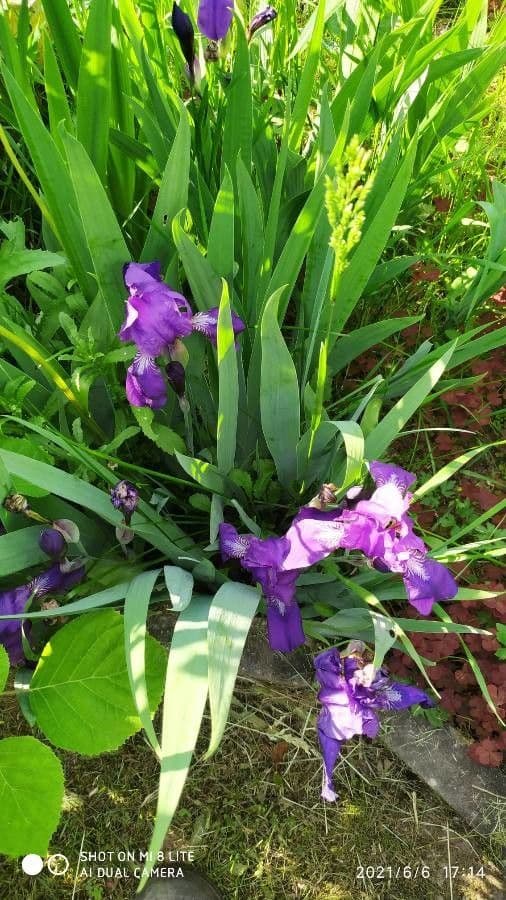 Zwerg-Schwertlilie 7