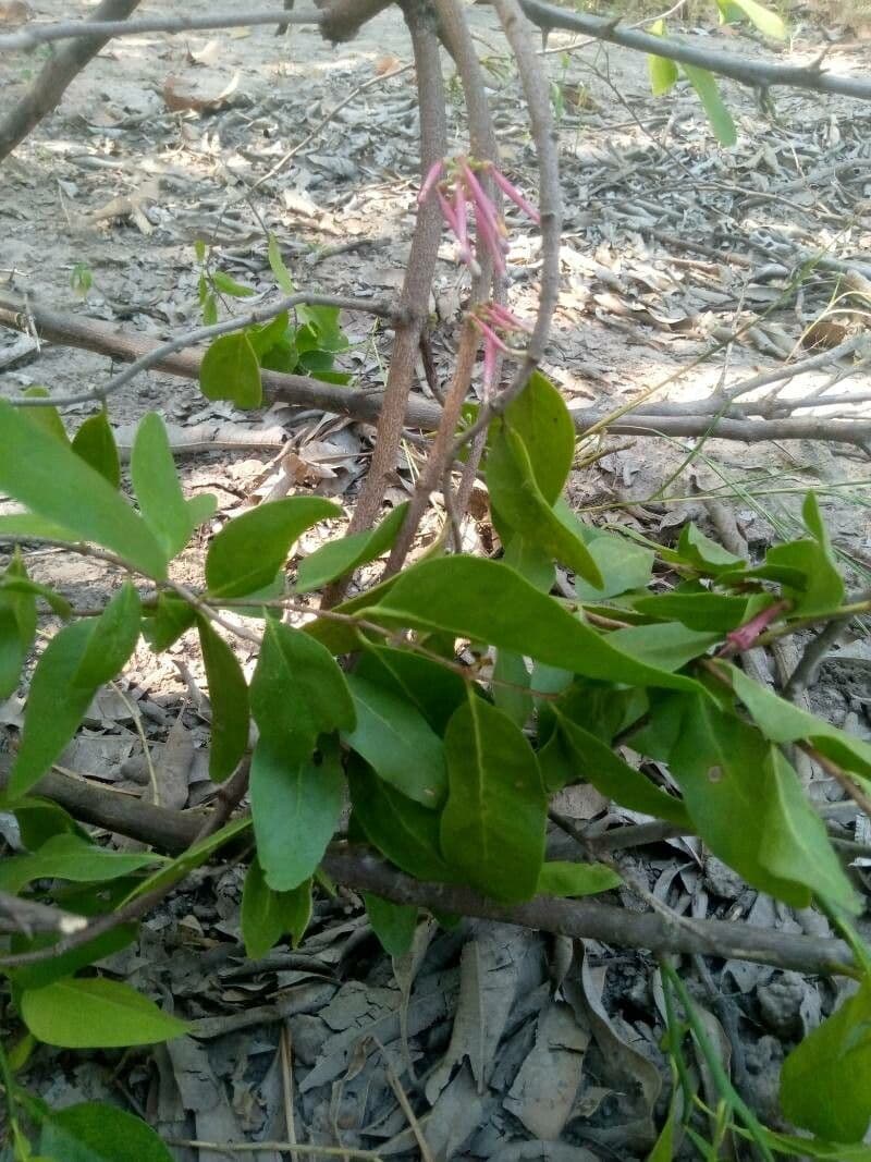 Tapinanthus 9