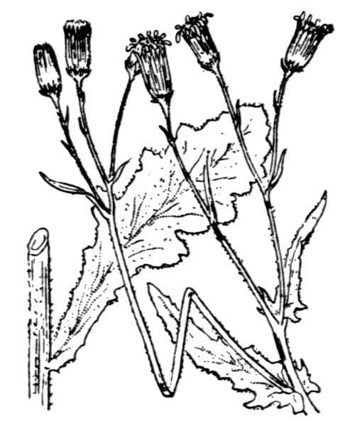 Senecio livido 21