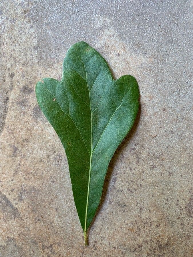 Quercia nera 14