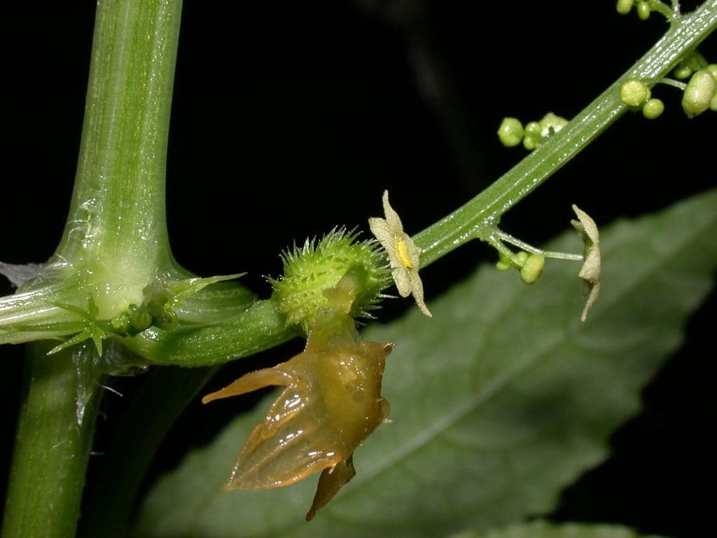 Cyclanthera 14