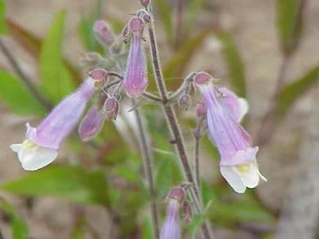 Penstemon gracile 5