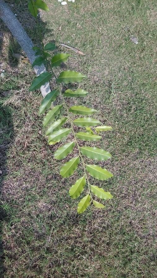 Putranjiva 5
