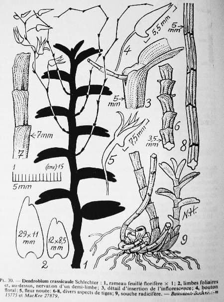 Dendrobium 14
