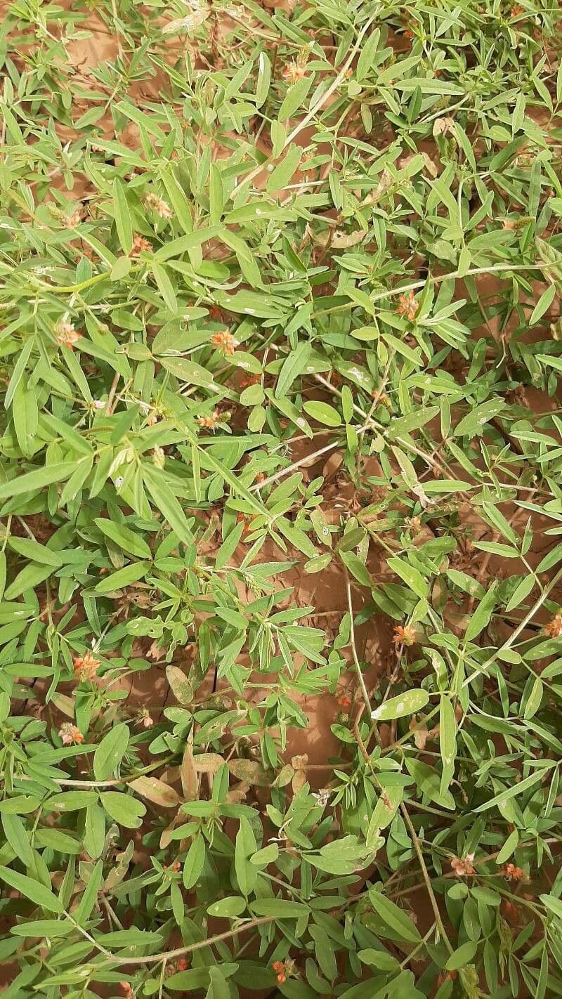 Indigofera 9