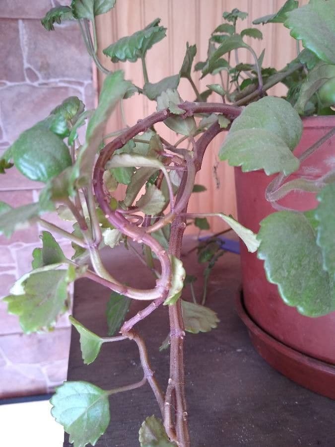Plectranthus 18