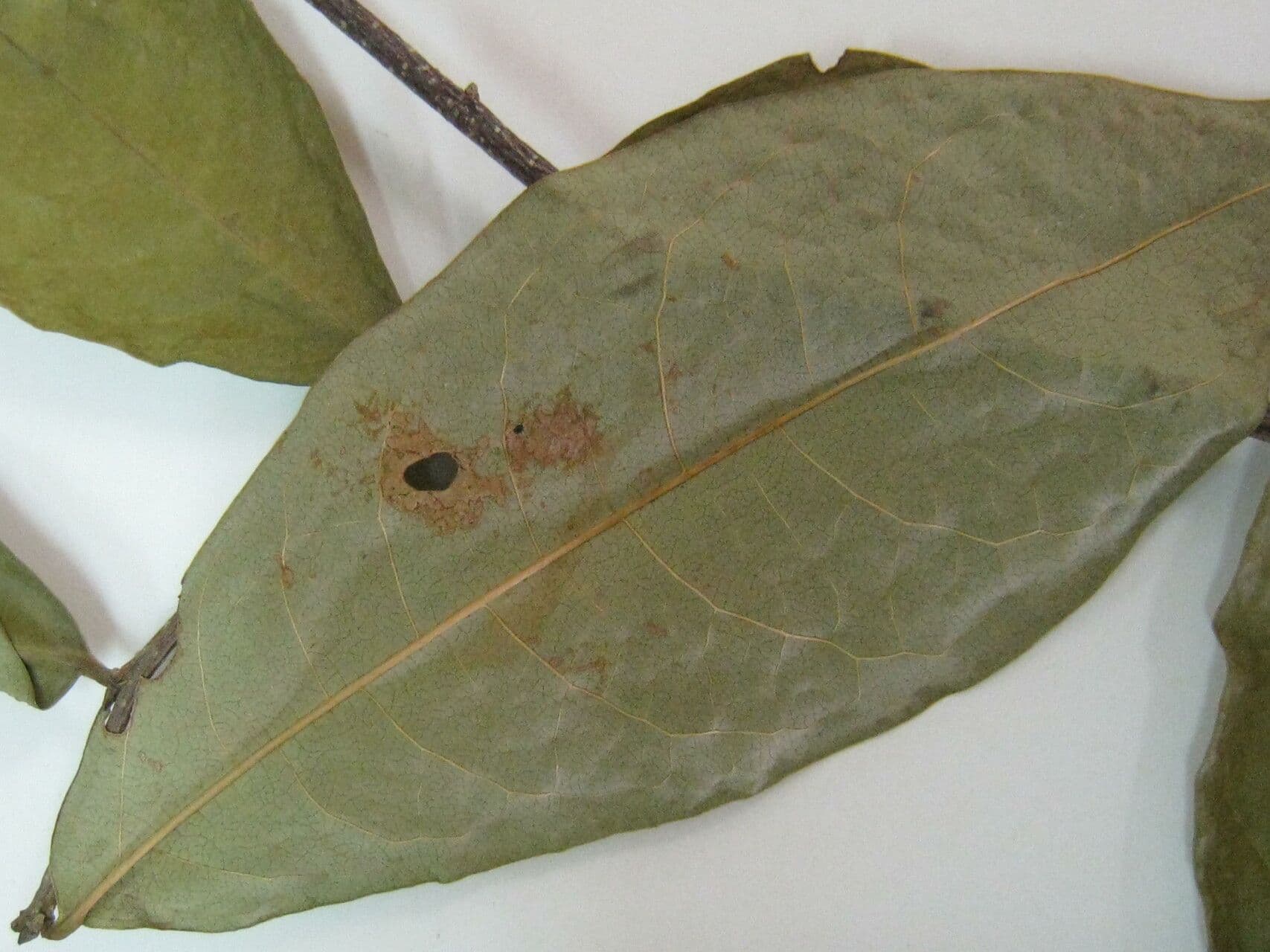 Margaritaria nobilis 19