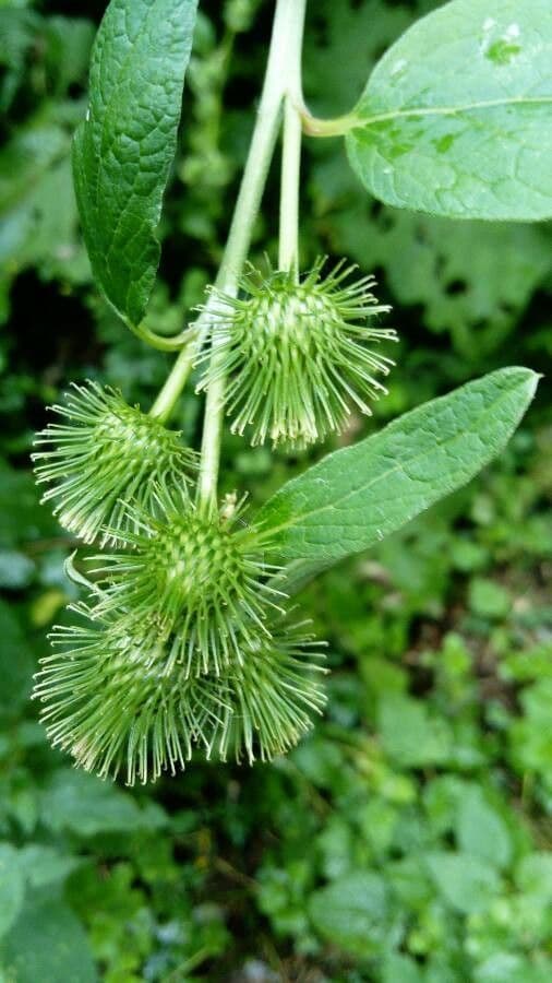 Bardana selvatica 3