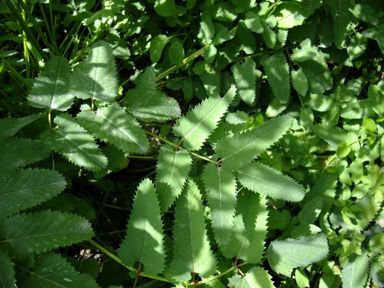 Sanguisorba canadese 14