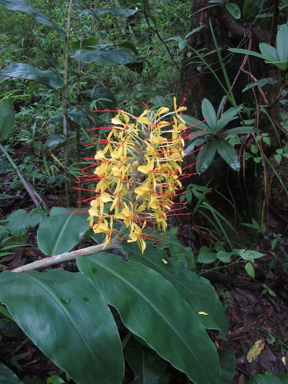 Zázvorník gardnerov 11