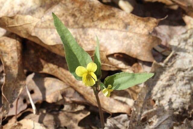 Viola hastata 6