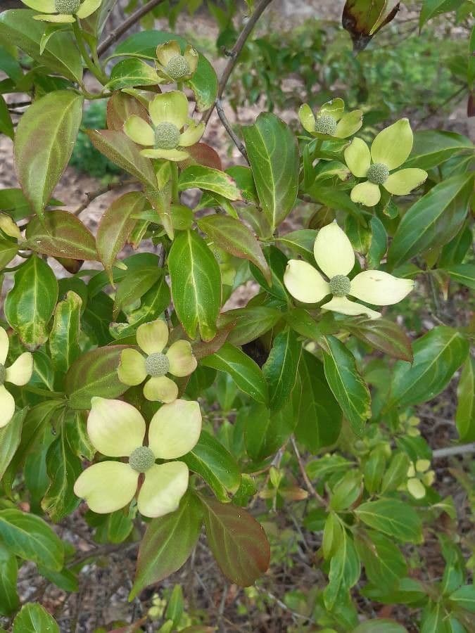Cornus 4
