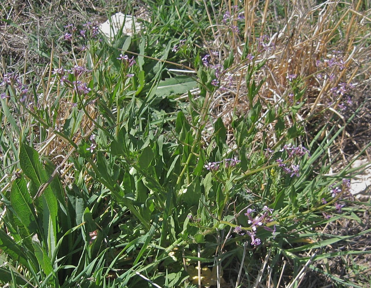 Chorispora 8
