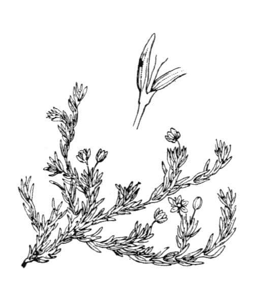 Minuartia sedoide 20