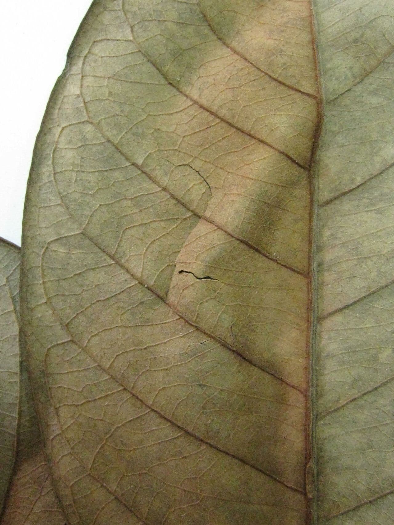 Byrsonima 9
