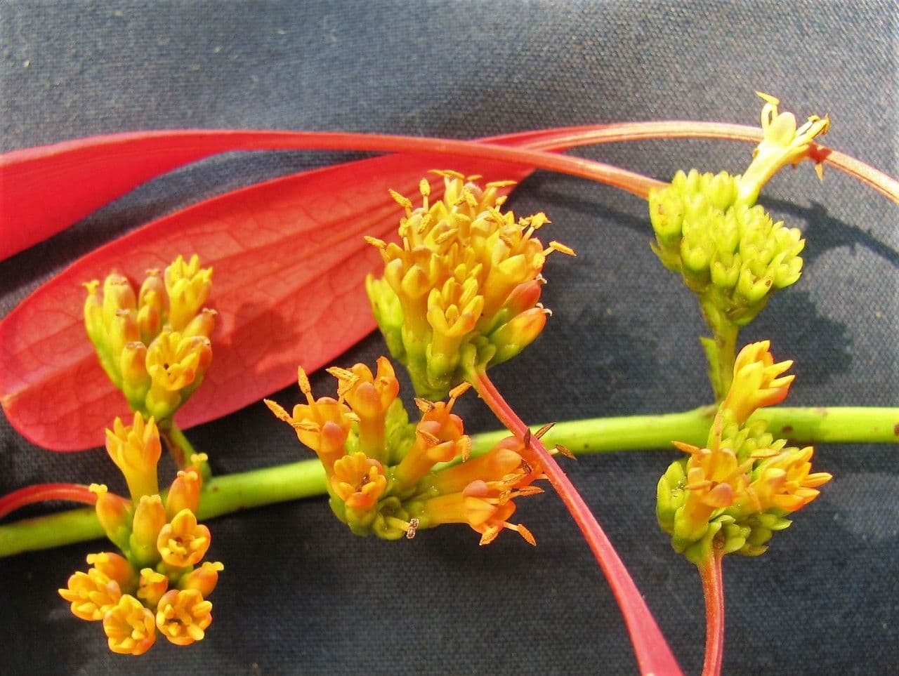 Warszewiczia coccinea 23