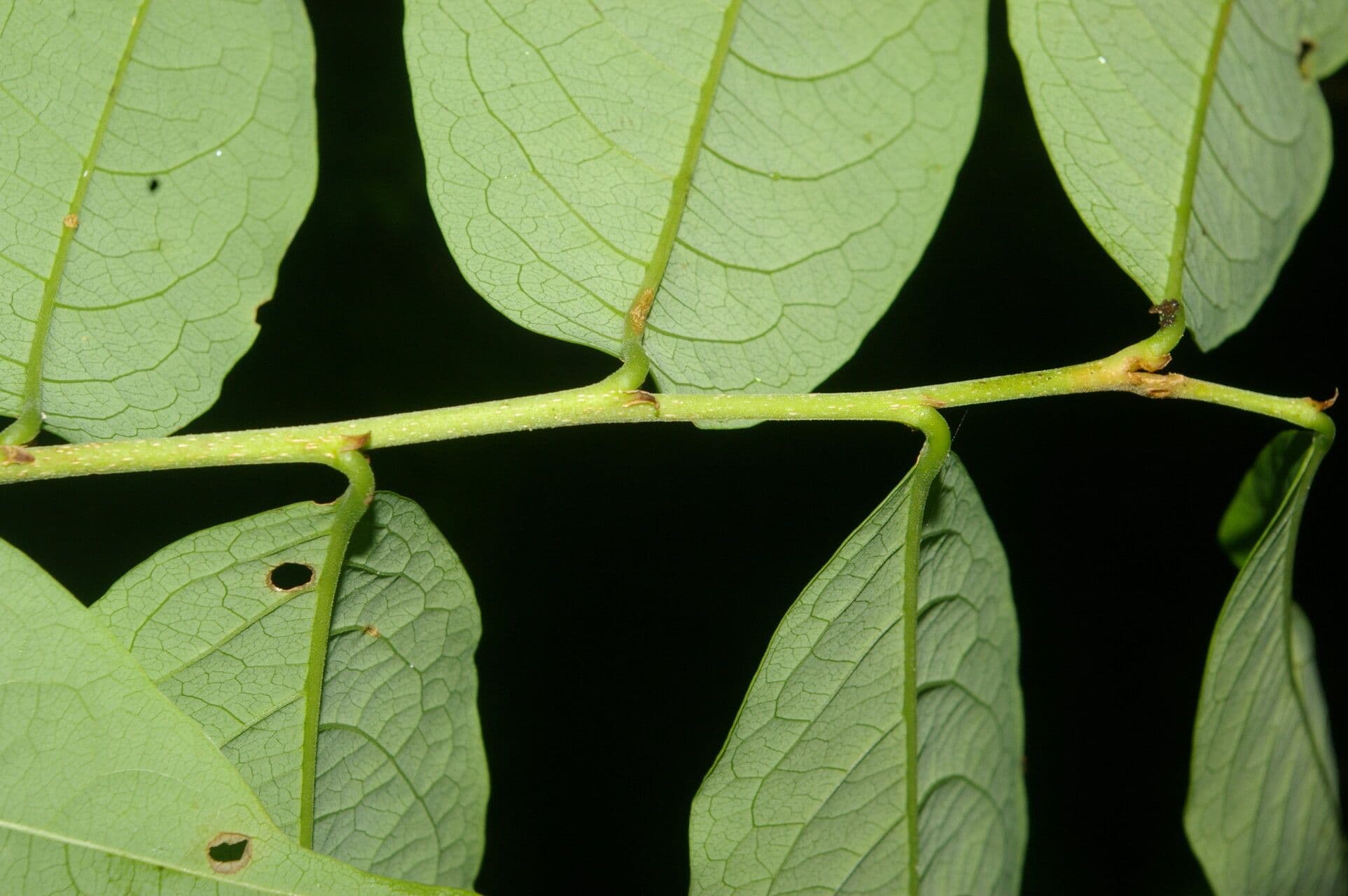 Margaritaria nobilis 4