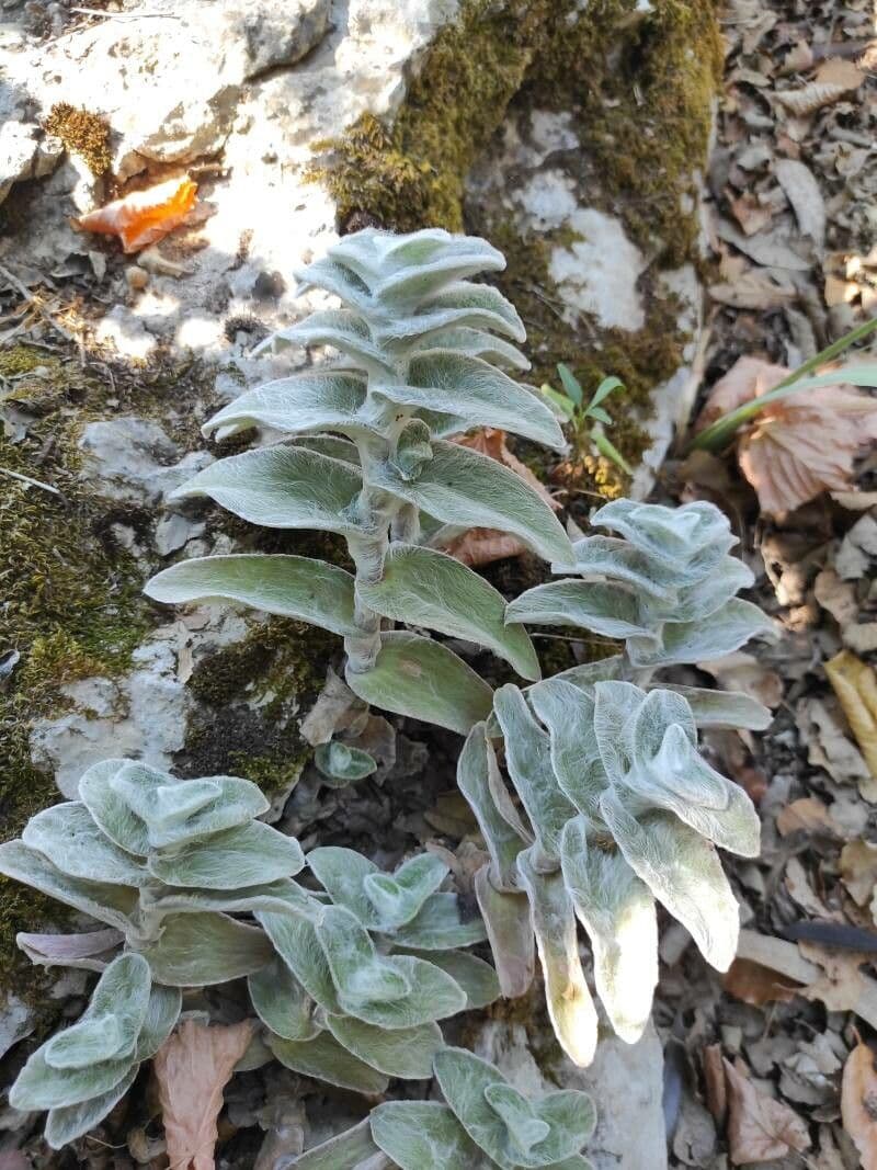 Tradescantia 8