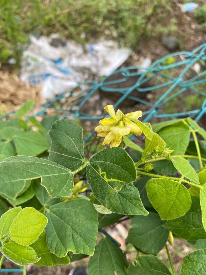 Rhynchosia 4