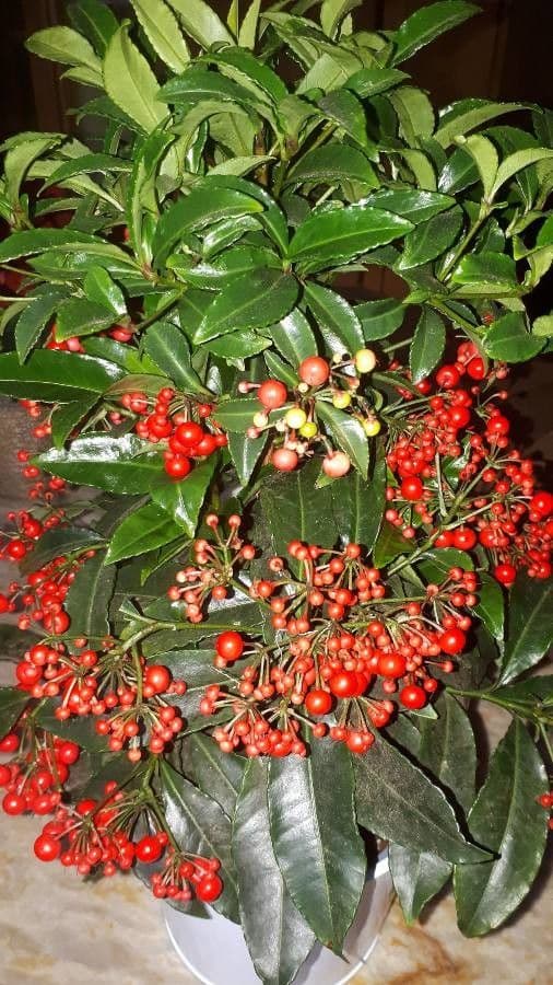 Ardisia crenata 3