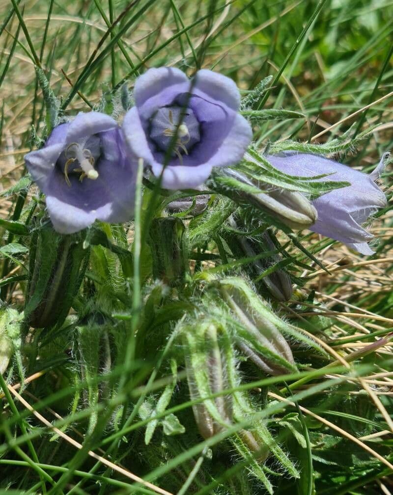 Campanula delle Alpi 5
