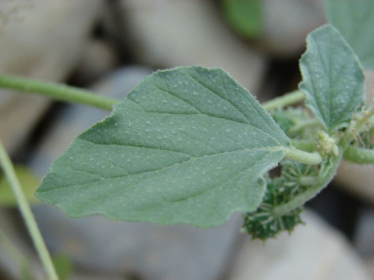 Chrozofora 17