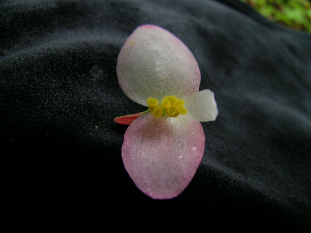 Begonia 11