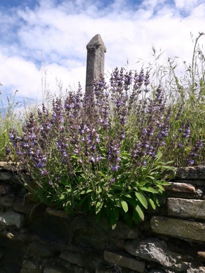 Šalvia lekárska 13