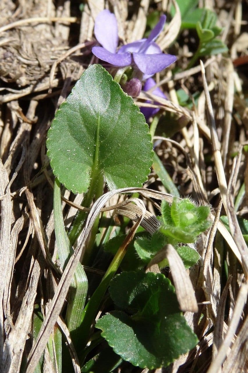 Viola pirenaica 13