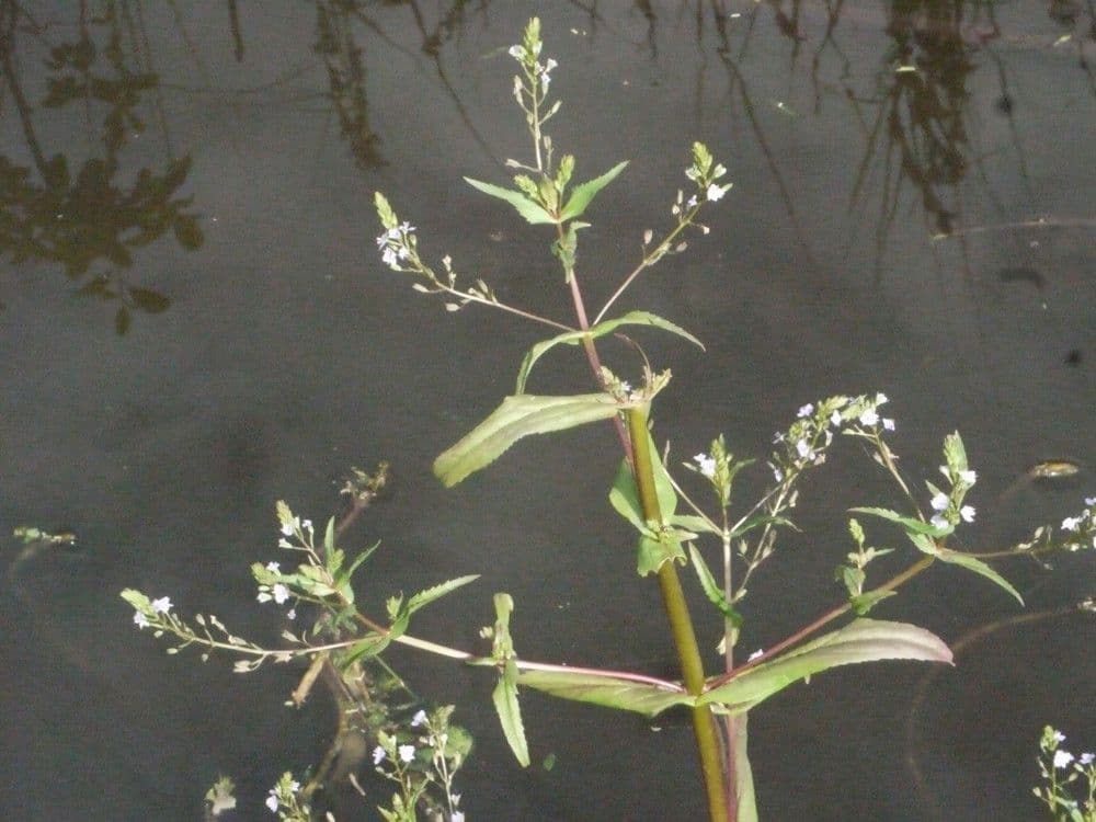 Veronica acquatica 21