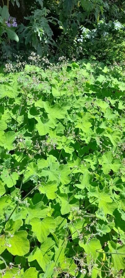 Géranium mentholé 7