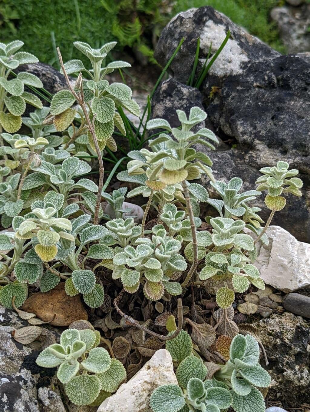 Marroblanco 3