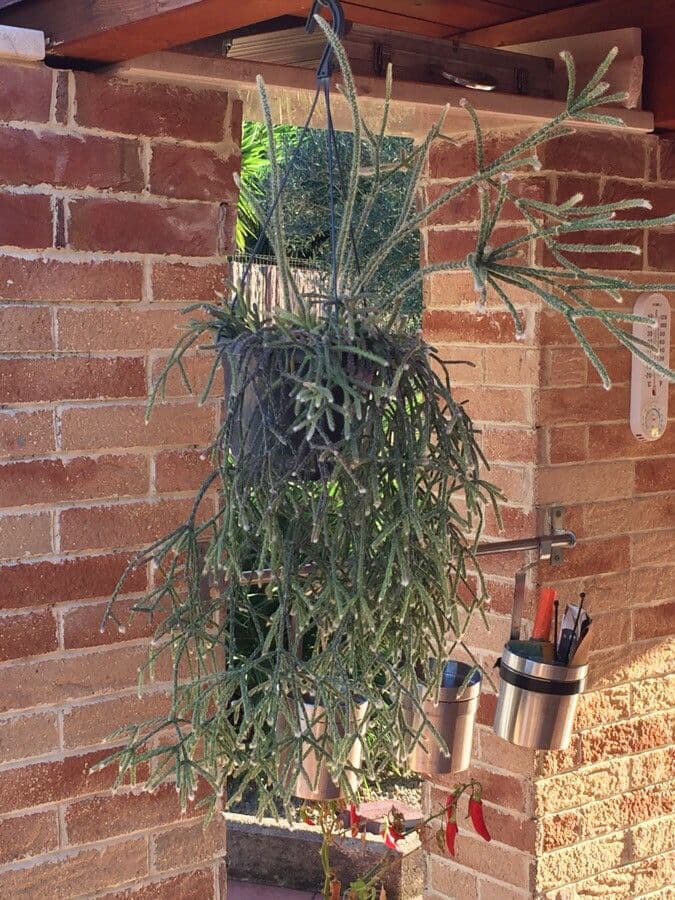 Rhipsalis 19