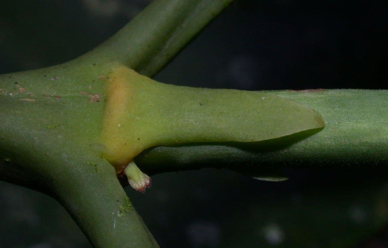 Posoqueria latifolia 19