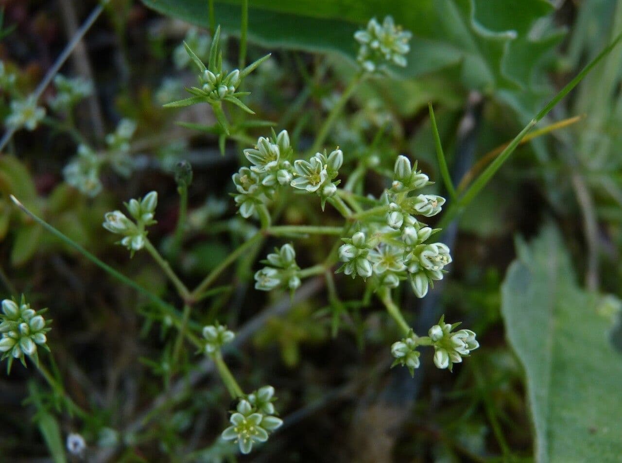 Centonchio perenne 20