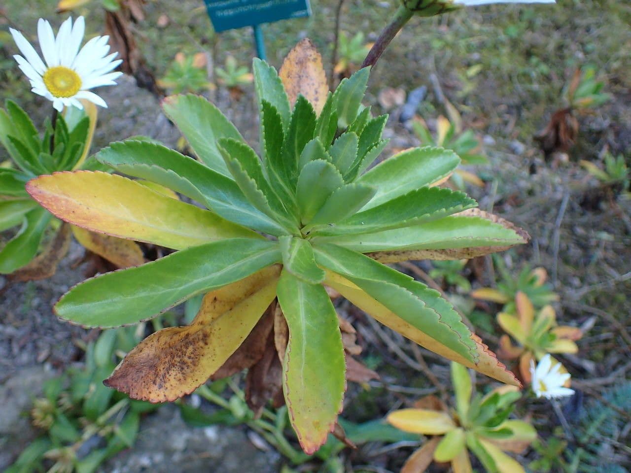Nippon-Margerite 6