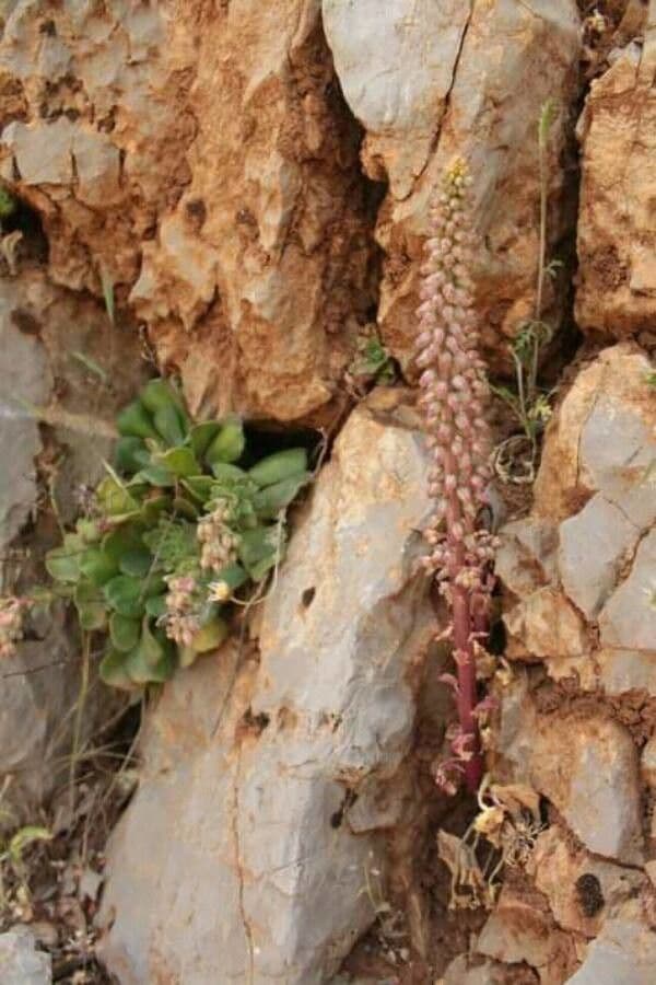 Rosularia