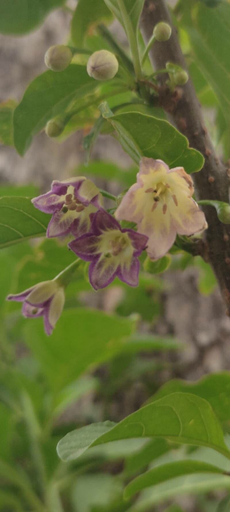 Vassobia breviflora 5