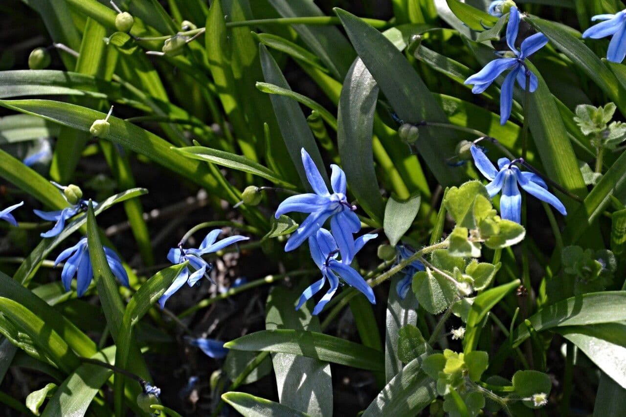 Scilla siberica 18